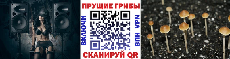 Псилоцибиновые грибы Cubensis  даркнет сайт  Беслан 